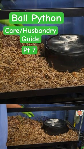 The Ball Python Care Guide of 2026 Pt 7 #reptiles #ballpython