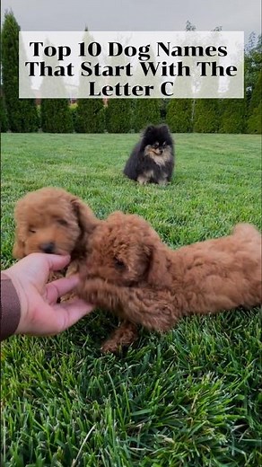 Cute Dog Names That Start With C 🐶 #shorts #cutedog