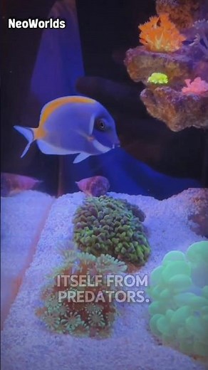 The Ocean’s Most Famous Fish! 🐠💙 #BlueTang #Shorts”