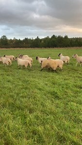 108K views · 10K reactions | FRANK IS BACK and is off to meet the ladies after the all clear by the vet in farmer Richards daily update! | Hall Hill Farm | Facebook