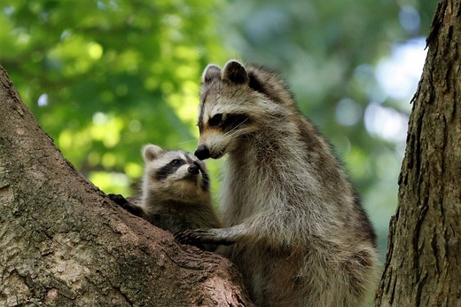 Raccoon Mating Season: When Do They Breed?