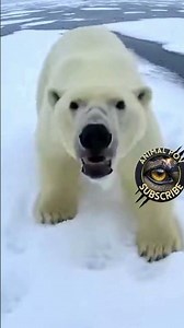 POV: Giant Polar Bears COLLIDE On The Ice!