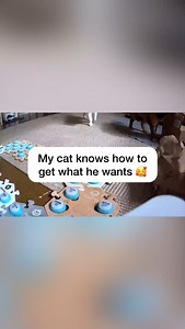 22K views · 1.6K reactions | Russell has been desperate to play spring any chance he can get! I’m happy to comply since I’m so busy with baby El!! He is a great brother 殺 . #Catmanjohn #russellthecat #talkingcat #hunger4words #aiclearner #smartcat #fluentpet #gingercat | Russell The Talking Cat | Facebook