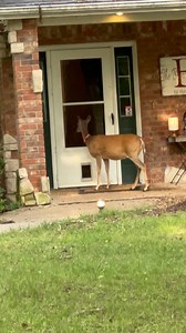 6.5K views · 4.1K reactions | Hey snack lady!!!藍 #trails #hiking #Cats #Dogs #HikingWithCats #ASMR #Animals #GoldenRetriever #HikingWithDogs #deer #Nature #thedodo #funny #fyp #foryou #friends#asmrsounds #asmrfood #fyp | Brown Hiking Trails | Facebook