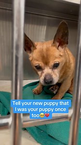 True & Faithful Pet Rescue Mission on Instagram: "Tell your New Puppy that I was Your Puppy Once Too💔… Our rescue has $8,884.38 until we can cover ALL the medical bills for the 10 of these senior/unwanted dogs form the shelters! Princess alone had to have two mammary mass removal surgeries costing our rescue more than 4k alone. This doesn’t include all the dentals, spay/nueter, wellness panels, etc. Every share MAKE A DIFFERENCE! So please please share!! And maybe even $1!! It all makes a diffe