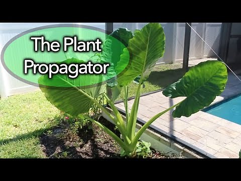 Simple propagation of Elephant Ear