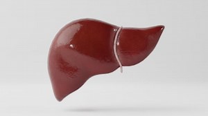Human Liver Augmented Reality (AR) 3D Model
