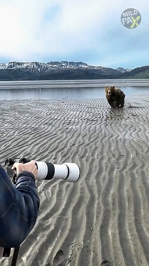 15K views · 139 reactions | Why Never run from a charging bear? #bear #run #why #never #nature #wild #animals #animal #animallover | MiloPax | Facebook