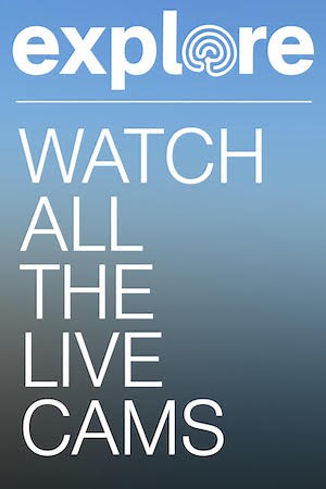 Seasons | Explore All Cams | Live Cams | Explore.org