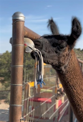 Just a llama with his toys #cuteanimals #farmlife #babyanimals #love #animalsoftiktok