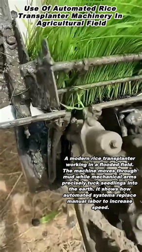 Use Of Automated Rice Transplanter Machinery In Agricultural Field
