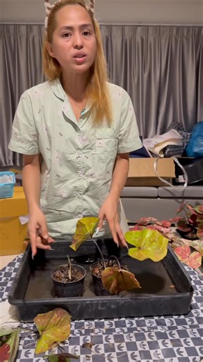 45K views · 1.5K reactions |  * VLOG: CALADIUM 101!  AE’s...