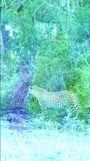 Leopard Faces Elephant Overpowered Wild Encounter