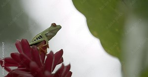 Tropical tree frog sitting on red plant in lush green Costa Rica rainforest
