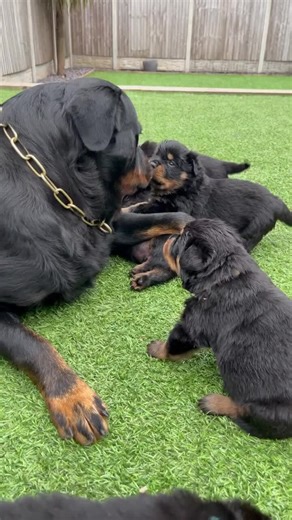 Such an amazing rottweiler mummy🥰 #Shorts #rottweiler #dogs Credits to @vonnbela_rottweilers | Rottweiler Life