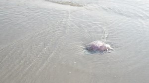 Amazing Sunset Over Tropical Beach Ocean Stock Footage Video (100% Royalty-free) 1027106738 | Shutterstock