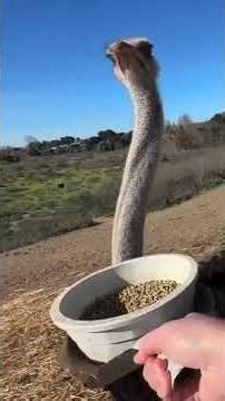 Solvang - one of the most unique places in California!