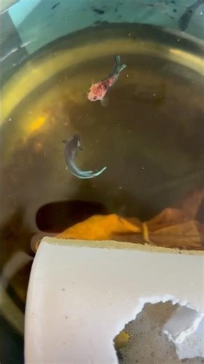 Betta Pitbull Pair Spawning: Nest Built & Breeding Process Begins #aquarium #bettafish #bettatank