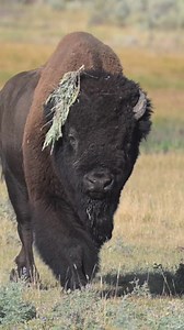 498K views · 43K reactions | Incoming...bull Bison checking out the photographers... Yellowstone National Park | T. Lyn Neufeld Photography | Facebook