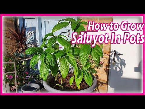 How to Grow Egyptian Spinach in Pots | Saluyot Tips | Manila London | Organic Gardening Vegan