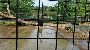 7.2K views · 208 reactions | Once the exhibit is cleaned and food is dispersed around the facility, the bears are released from their indoor enclosure and immediately search for thier food. Making the bears scavange for their food imitates thier natural eating habits and keeps them alert. Be sure to view all of our zookeeper videos posted for National Zookeeper Week! | Lake Tobias Wildlife Park | Facebook
