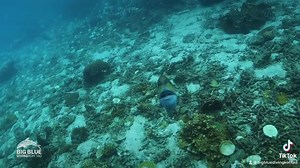 1.1K views · 22 reactions | When FISH ATTACK!!! The Titan...