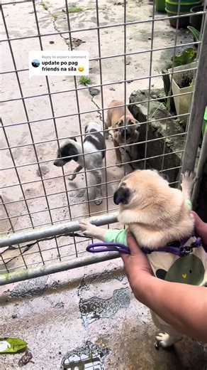 Update on Pug Dog Care Tips