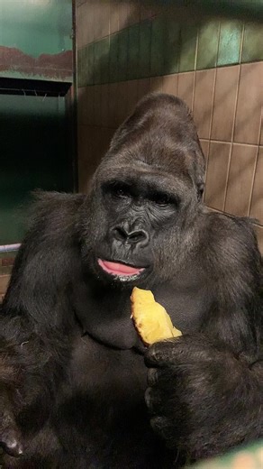 Gorilla Feeding Habits: Importance of Enclosure Levels