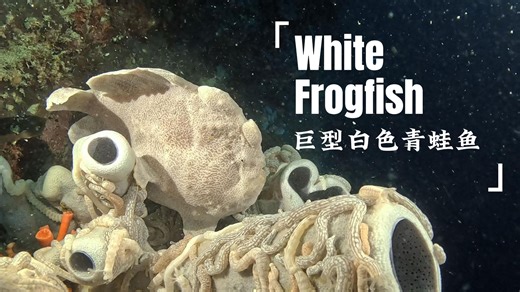 【潜水识鱼】Frogfish 巨型白色青蛙鱼 神奇动物 菲律宾