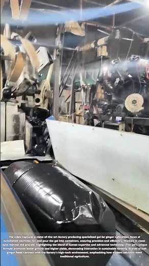 Ginger Farming Revolution: How This Factory is Changing Agriculture