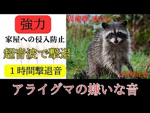【強力】アライグマの嫌いな音 超音波で撃退 １時間撃退音