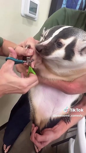 Cute American Badgers ❤️ #cute #badger #fyp #animals #wild | honey badger