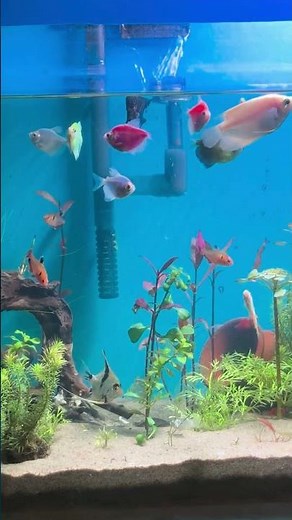 ✨🐠 Mesmerizing Planted Tank LIVE 🌿🎥 #aquariumlife