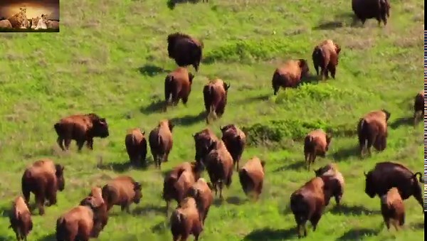 Real Life Bison Stampede – Full HD Wild Video | Animals Documentary