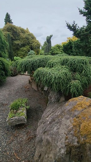Iseli Nursery | Cole’s Prostrate Canadian Hemlock An outstanding, underutilized hemlock, Tsuga canadensis ‘Cole’s Prostrate’ is a spreading cultivar... | Instagram