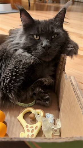 Polydactyl Maine Coon: Meet Samson