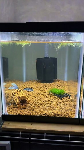 Marios Shrimp Tanks on TikTok