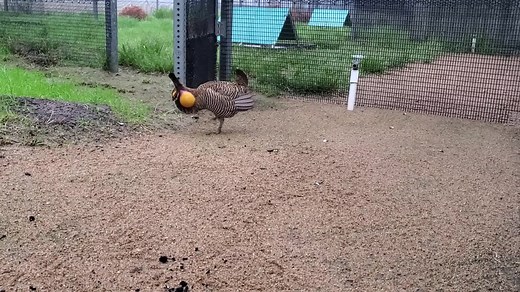 The Attwater Prairie Chicken National Wildlife Refuge is going LIVE this Friday and Saturday at 7am. Tune in to the livestream, Booming on the Prairie, as they celebrate the advent of spring with a virtual visit on a Texas prairie. The Zoo is helping save this Texas bird from extinction. In 2020, we released 57 Attwater's prairie chickens into the wild. 🎥: General Curator Kevin | Houston Zoo
