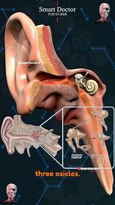 Comment entendons-nous ? | Mécanisme auditif 🔉👂🏻 . . . . #anatomie #boucle d'oreille #oreille #anatomie #أذن #oído #कानाराम #耳 #귀여워 #orelha #ухо #ಕಿವಿ #耳刀 #گوش #אוזן #kulak #øre #ohrid #oreiller #Aure #audition #anatomie #grossesse #enceinte #audition #perteauditive #ondes sonores #tympan #oreille moyenne #oreille interne | Smart Doctor en Français