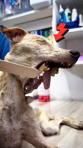 Kind Vets Saved This Dog's Life After Surgery🐶💔