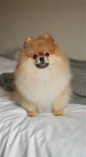 Ocean Eyes Stunning Pomeranian Tricks #dog #pomeranian #shorts