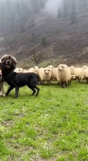 Two Guard Dogs Protect Their Territory From a Massive Wolf #dogs #predator