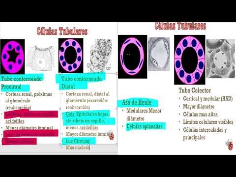 FINAL DE ARTI 2: (Grilla renal) preguntas 1-6