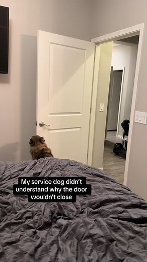 Service Dog Confusion: Closing Doors with a Twist