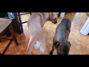 Receptive female dog