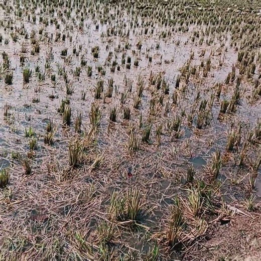 nell vivasayam first time processing in Tamil #shortvideo #shorts