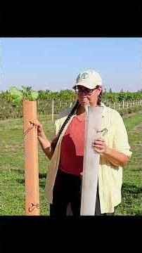 An alternative to plastic tree tubes?