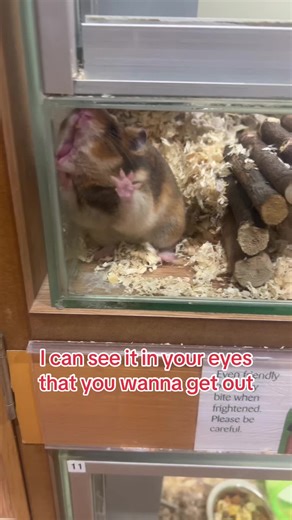 Hamster Escape Adventures: A Heartwarming Story