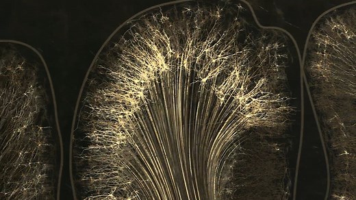 Self Reflected - A Guided Tour