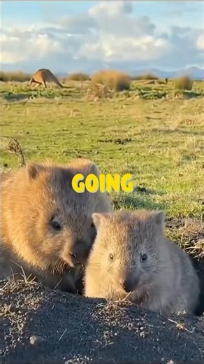 How wombats actually survive in the wild 🐻 #wildlife #wombat #nature